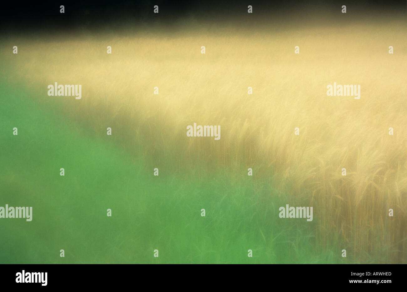 Atmospheric edges of a field of ripe blonde Two rowed barley or Hordeum distichon alongside long lush grass Stock Photo