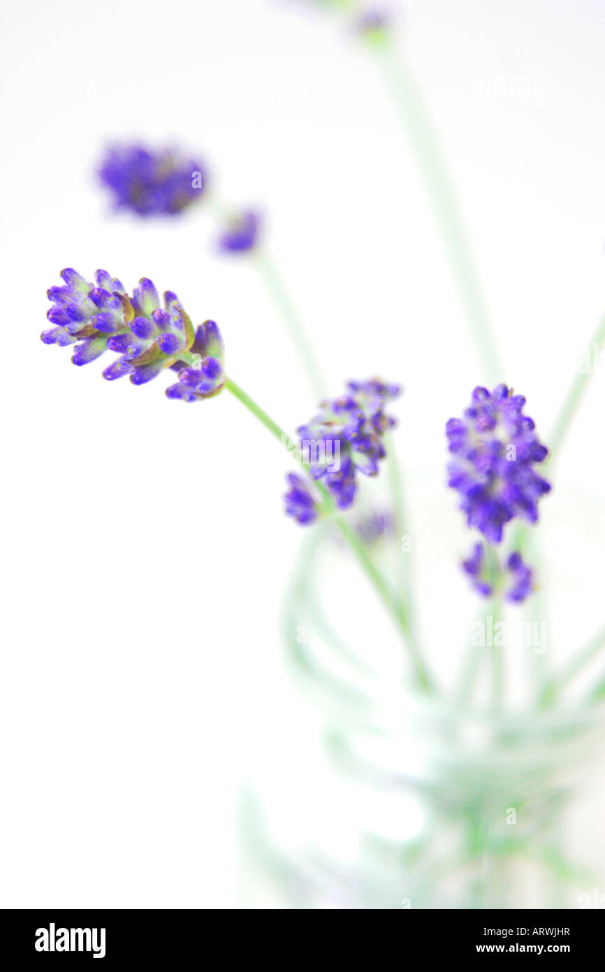 lavender Stock Photo