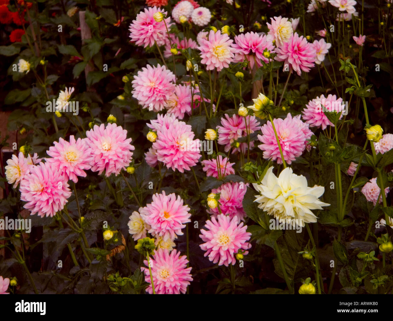 Profuse blooms of Dahlia known as Chilsons Pride in a home garden Stock