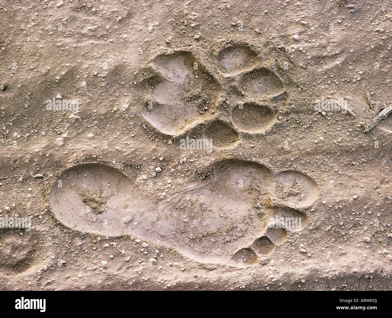 Lion and human footprints in soft sand Samburu National Reserve Kenya