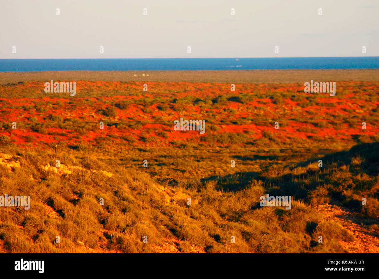 Spinifex growing in red soil on North West Cape next to blue Indian Ocean waters near Exmouth Western Australia Stock Photo