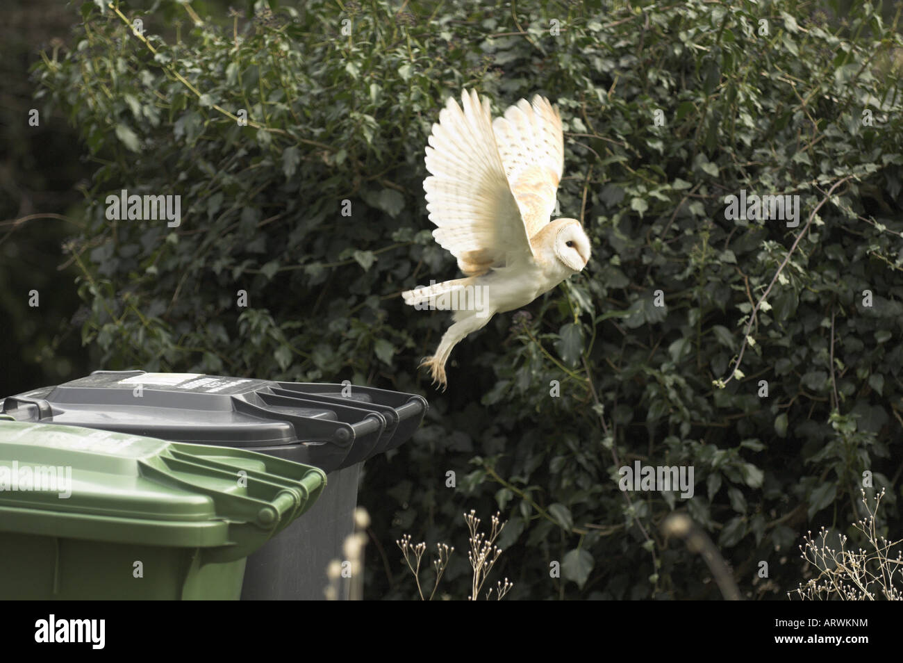 Barn Owl Tyto Alba flying off wheelie bins Norfolk UK February Stock