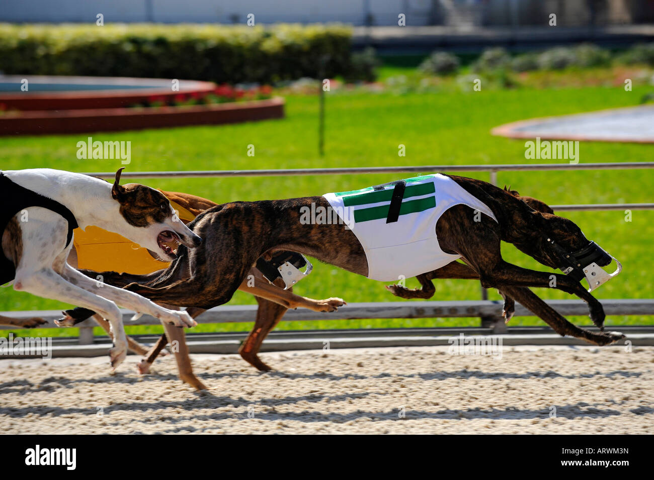 Greyhound dog racing at Fort Myers Naples dog track Florida Stock Photo Alamy
