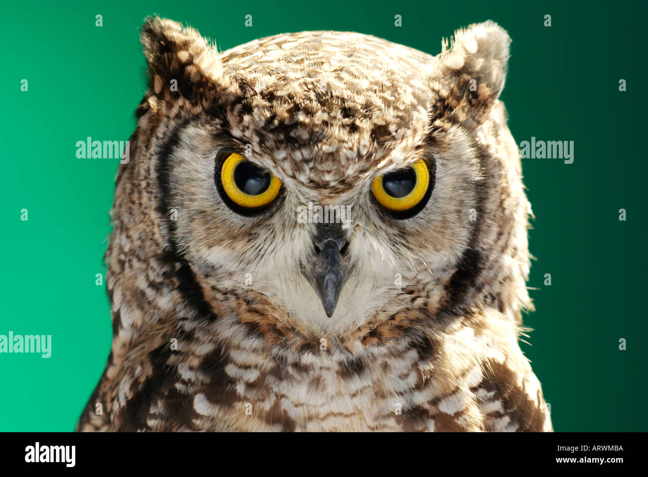 Cape Eagle Owl Stock Photo - Alamy