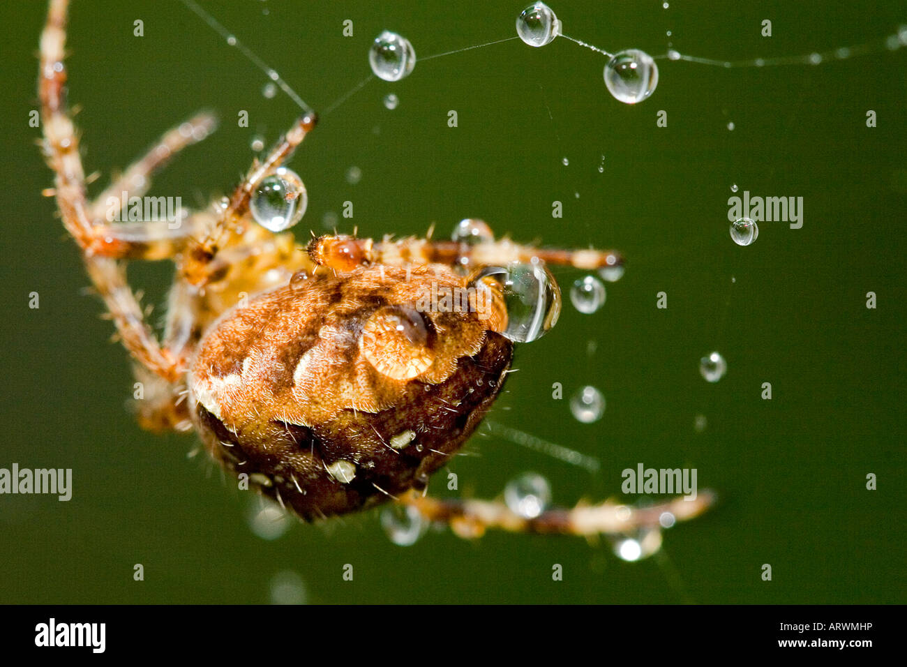 garden-spider-rear-stock-photo-alamy