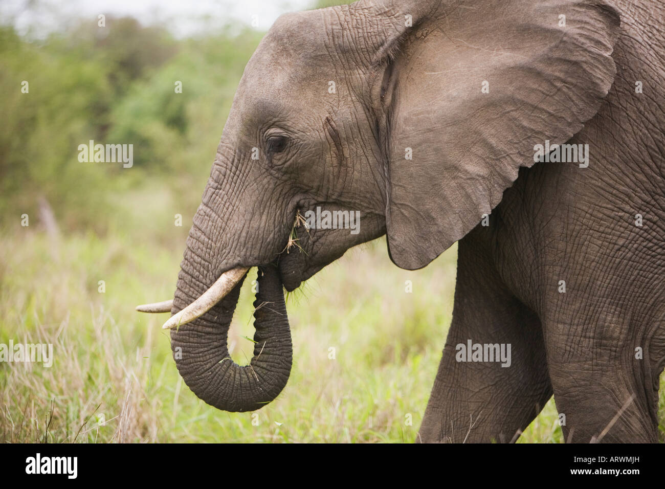 African elephant, tusk, One, Feeding, Eating, Growth, Big, Huge Stock Photo