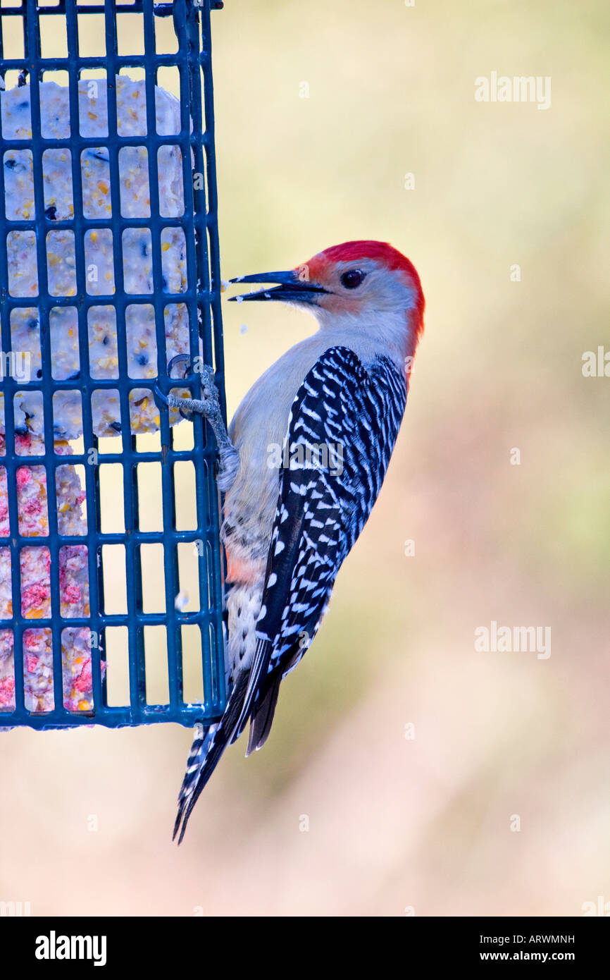 Red bellied Woodpecker at suet feeder Stock Photo Alamy