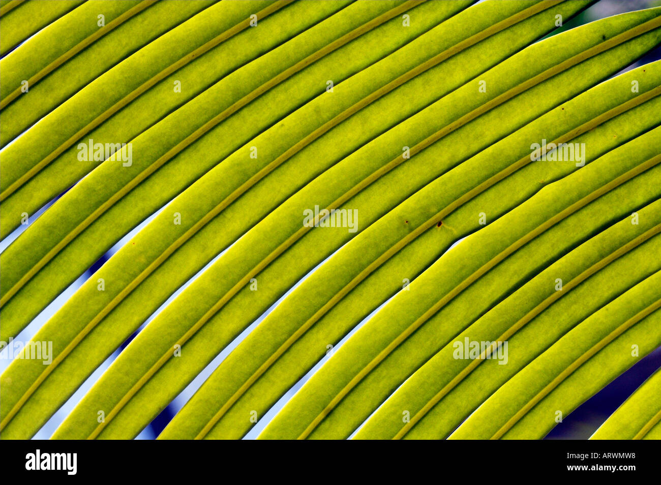 Leaves Of The Sago Palm Or Cycas Circinalis Stock Photo