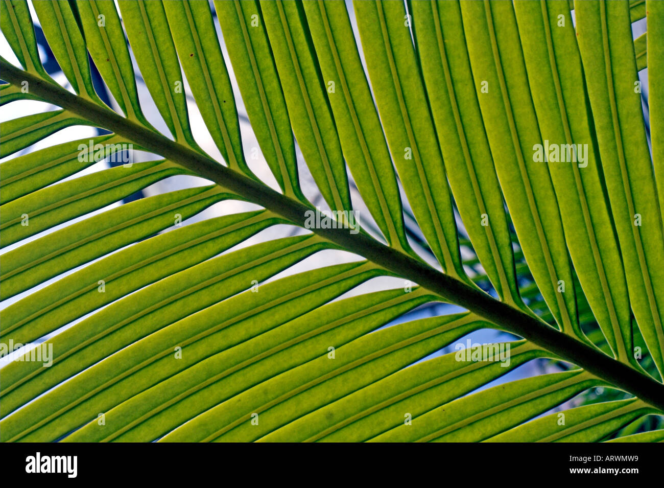 Leaves Of The Sago Palm Or Cycas Circinalis In The Botanical Gardens In Sofia In Bulgaria Stock Photo