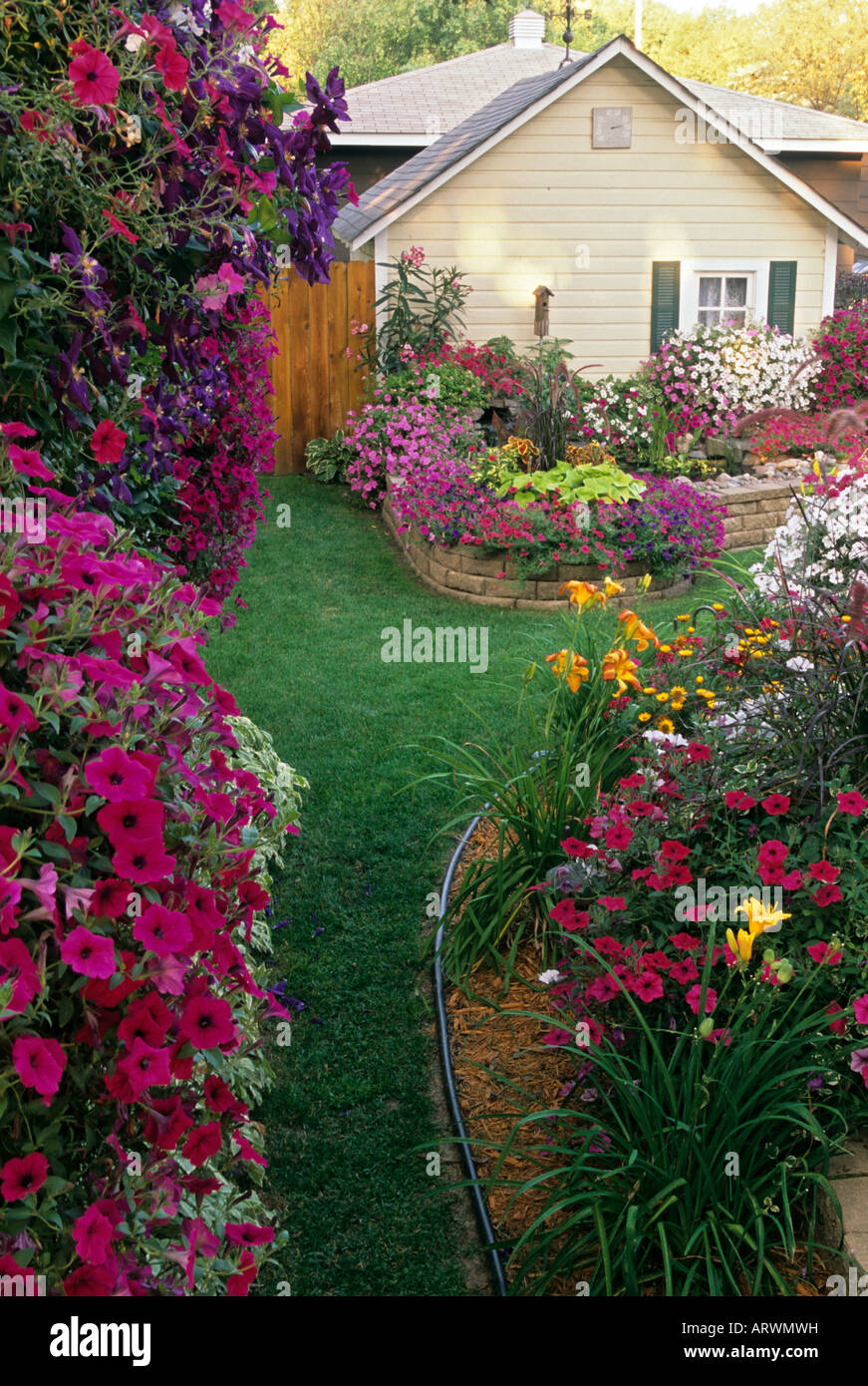 tidal wave petunias tidal wave petunias