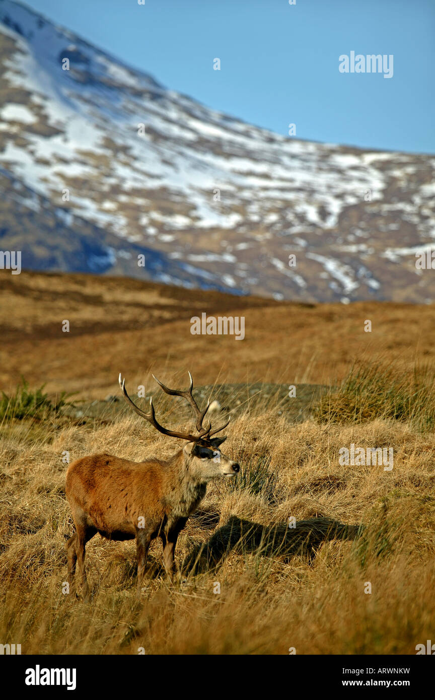 Red deer stag (Cervus elaphus), Lochaber, Scotland, UK, Europe Stock Photo