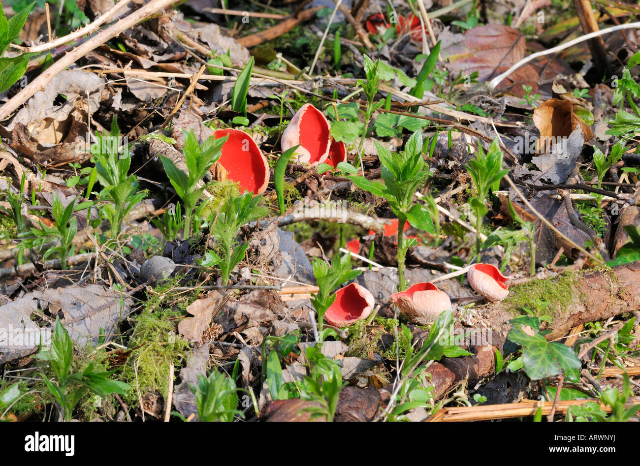 Scarlet Elf Cup Fungi Sarcoscypha coccinea with Dogs Mercury Mercurialis perennis Stock Photo