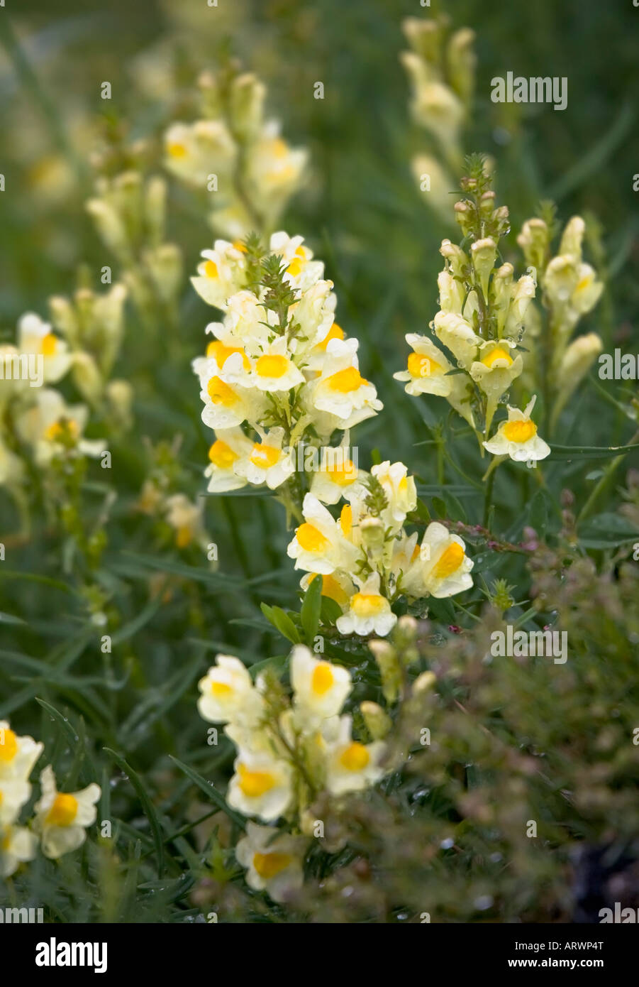 Common or yellow toadflax flower (Linaria vulgaris) of the Scrophulariaceae family with rain droplets Bavaria Germany Stock Photo