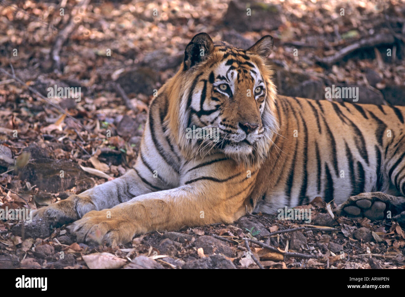 Charger the aggressive male Royal Bengal Tiger Bandhavgarh National Park India Stock Photo