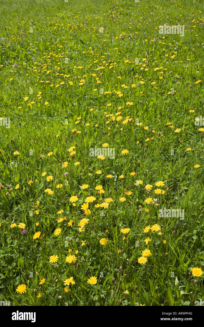Wildflowers in uncut meadow Bavarian Forest National Park Bavaria Germany Stock Photo
