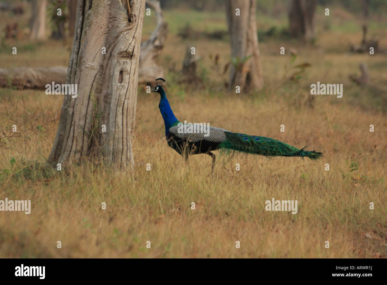 Indian peafowl common peacock hi-res stock photography and images - Alamy
