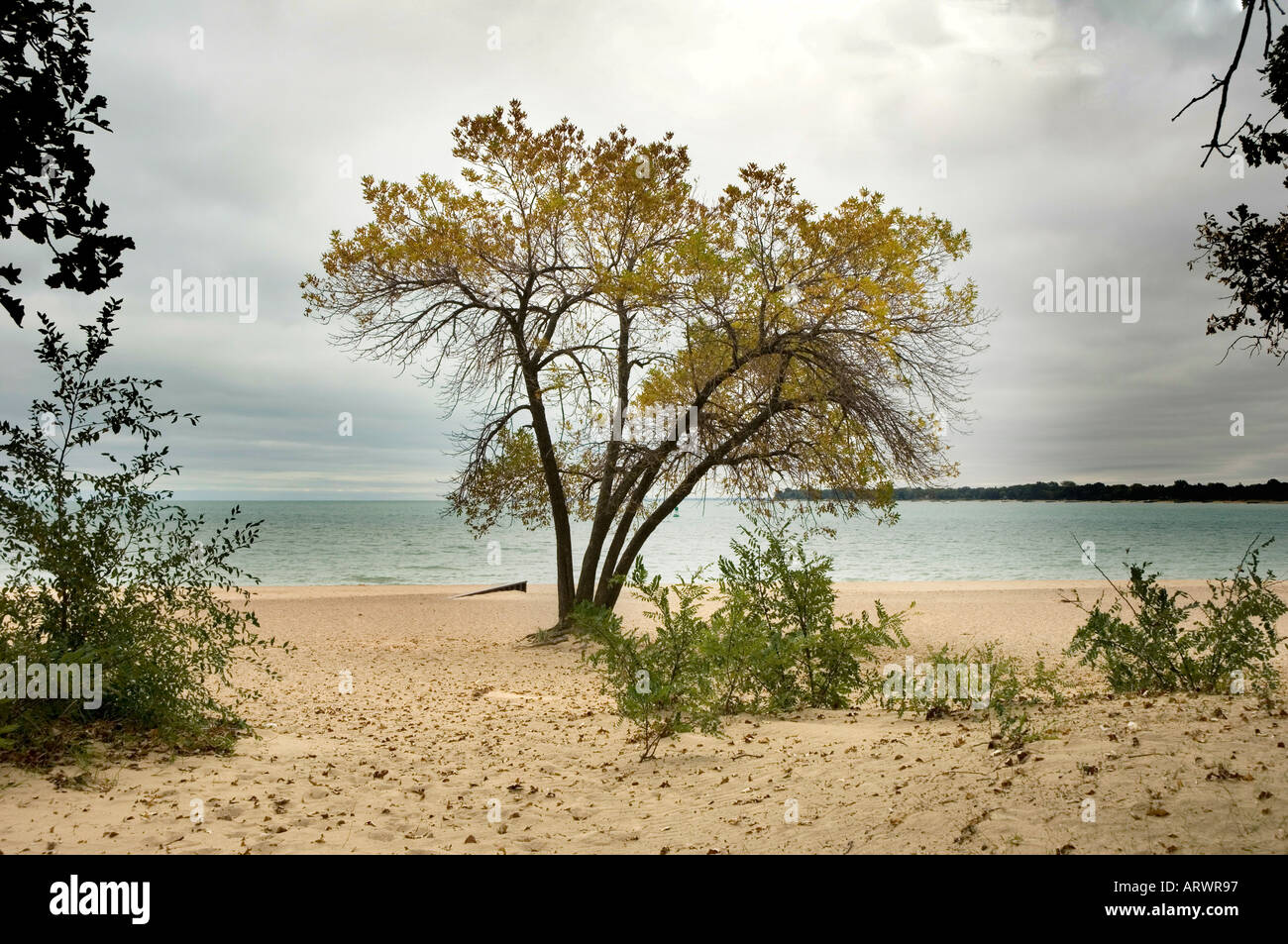 Lone tree on the shore of Lake Huron Michigan during autumn fall Stock Photo