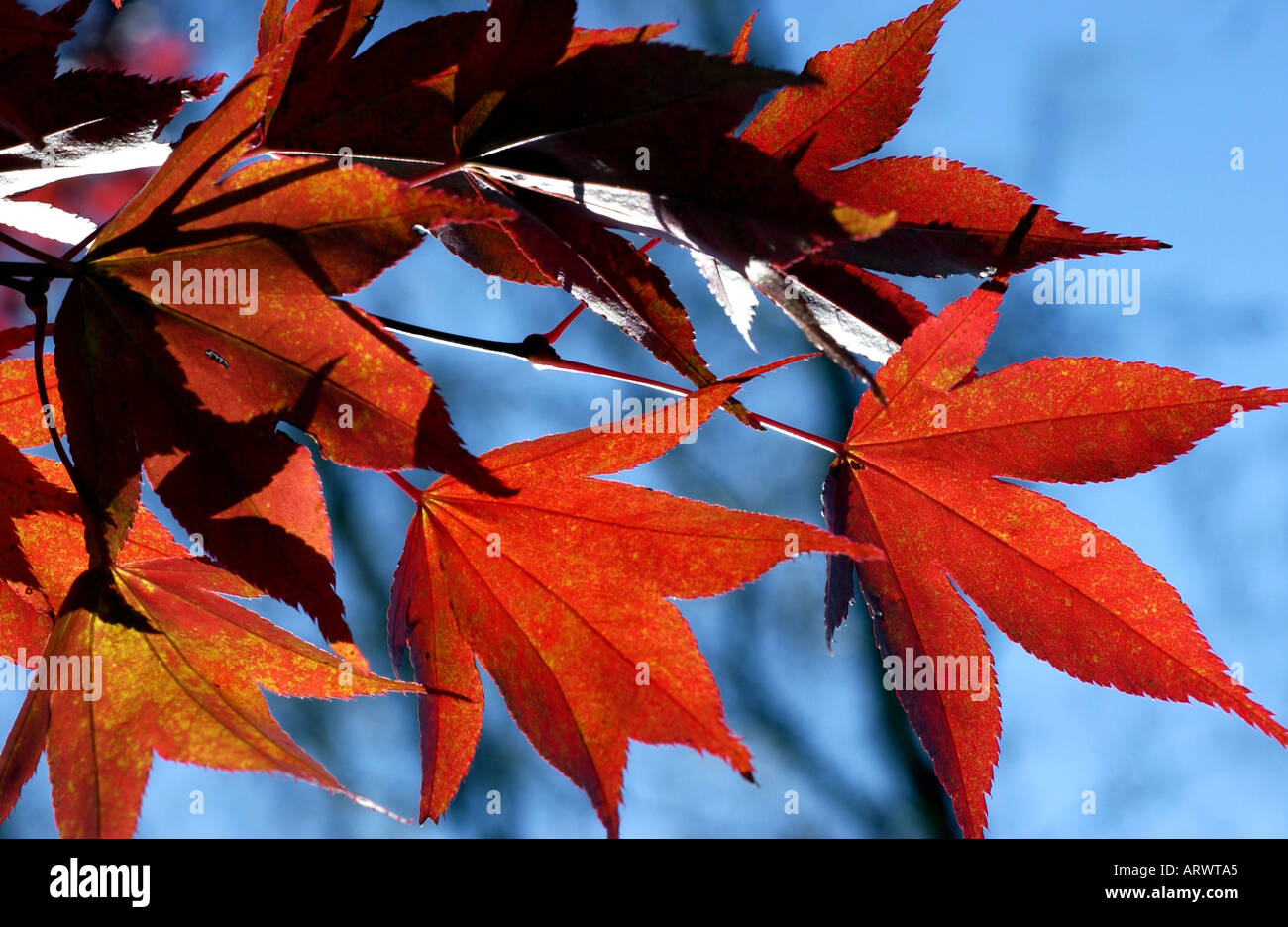 Glorious autumn colour tints leaves. Stock Photo