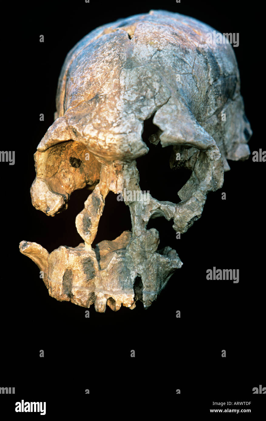 The skull '1470', found in pieces in 1972 as probably Homo habilis, a major step in establishing human origins Stock Photo