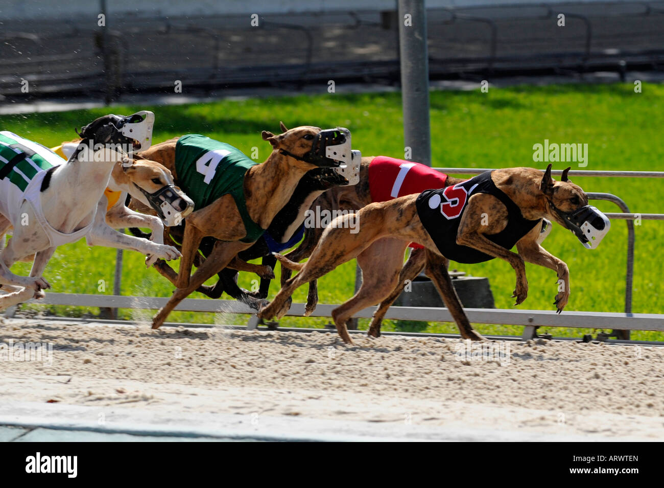 Greyhound dog racing at Fort Myers Naples dog track Florida Stock Photo