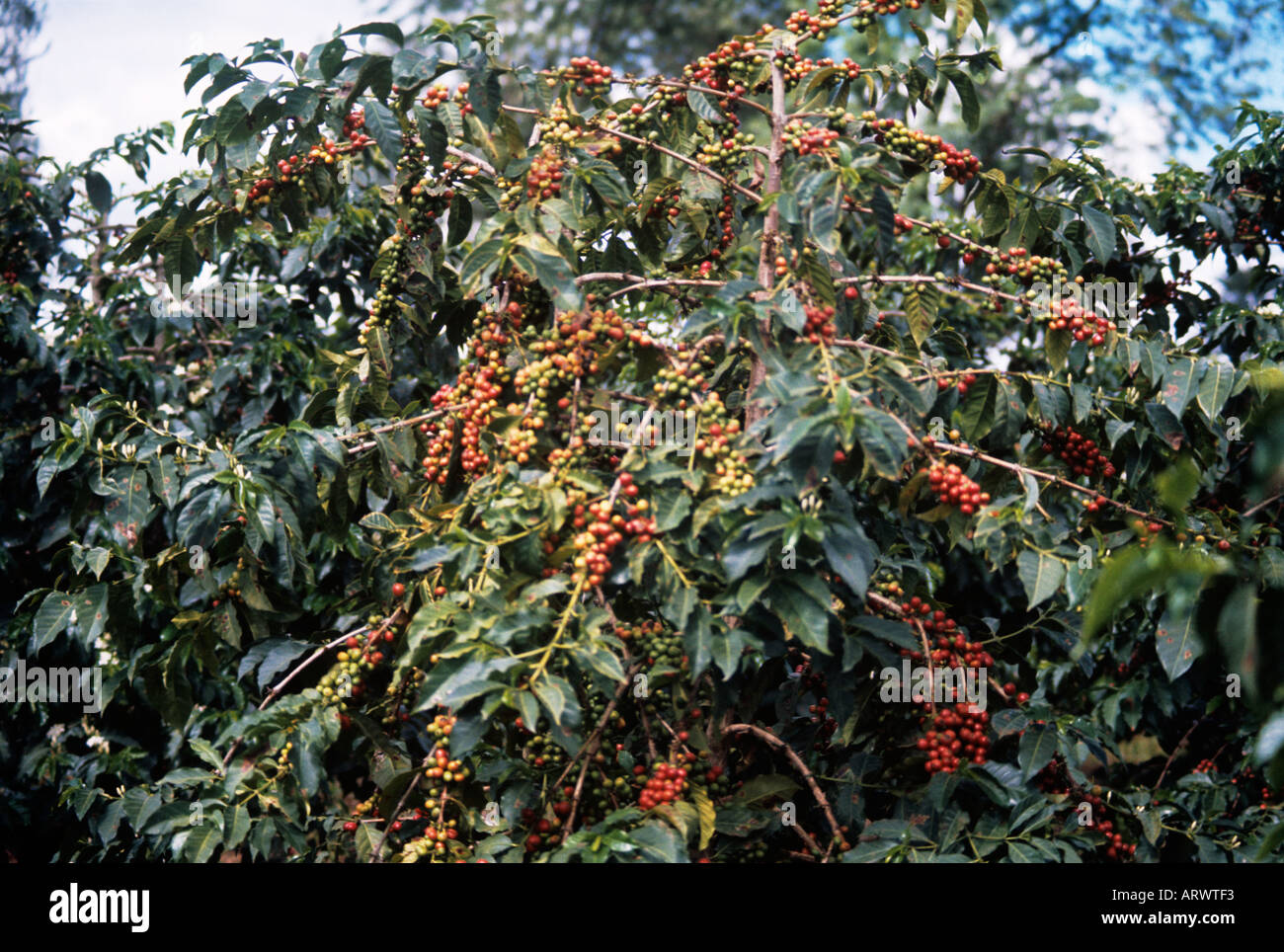 Ripe coffee beans on an evergreen tree in a Kenya plantation are ready for picking Stock Photo