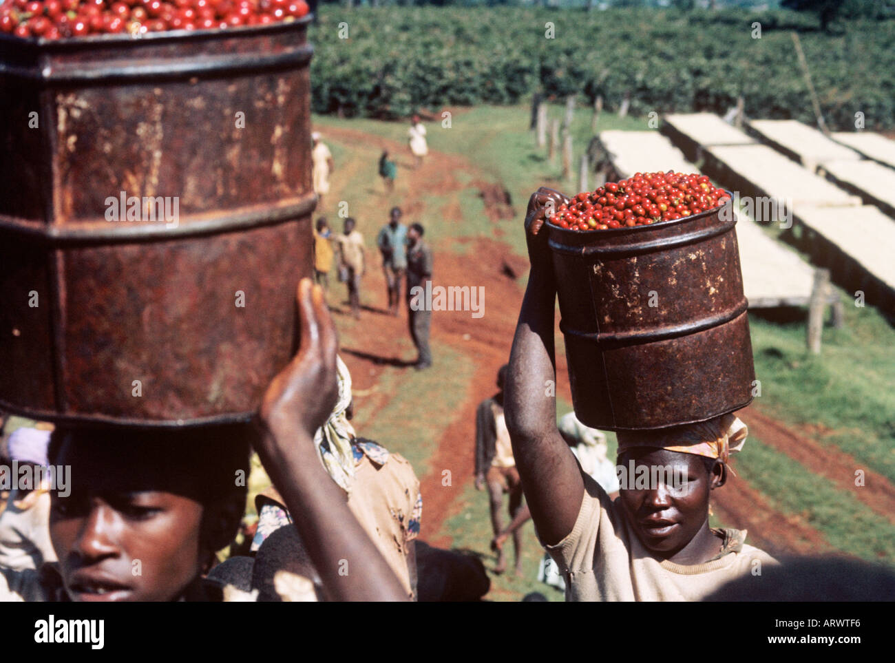 On a Kenya coffee plantation outside Nairobi women carry containers of coffee beans to the factory for drying and processing Stock Photo