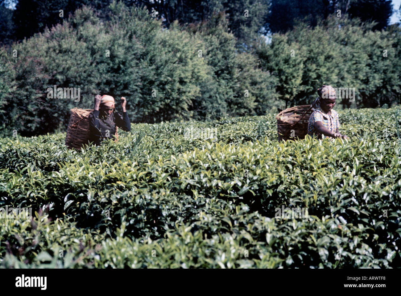 Women at a tea plantation outside Nairobi,  Kenya, pluck (not pick) the leaves needed for quality tea Stock Photo