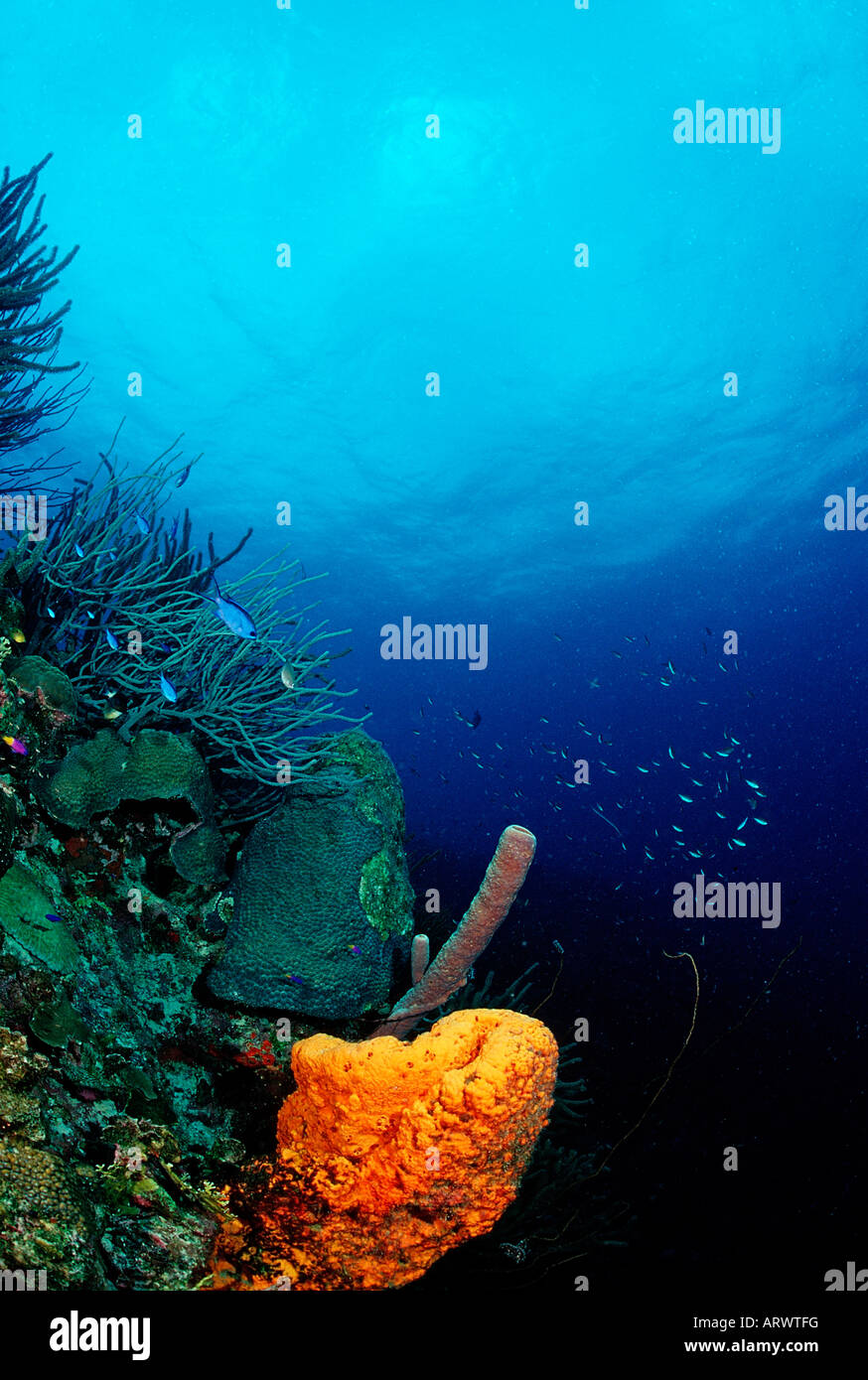 Coral Reef with Sponge Caribbean Sea Belize Stock Photo