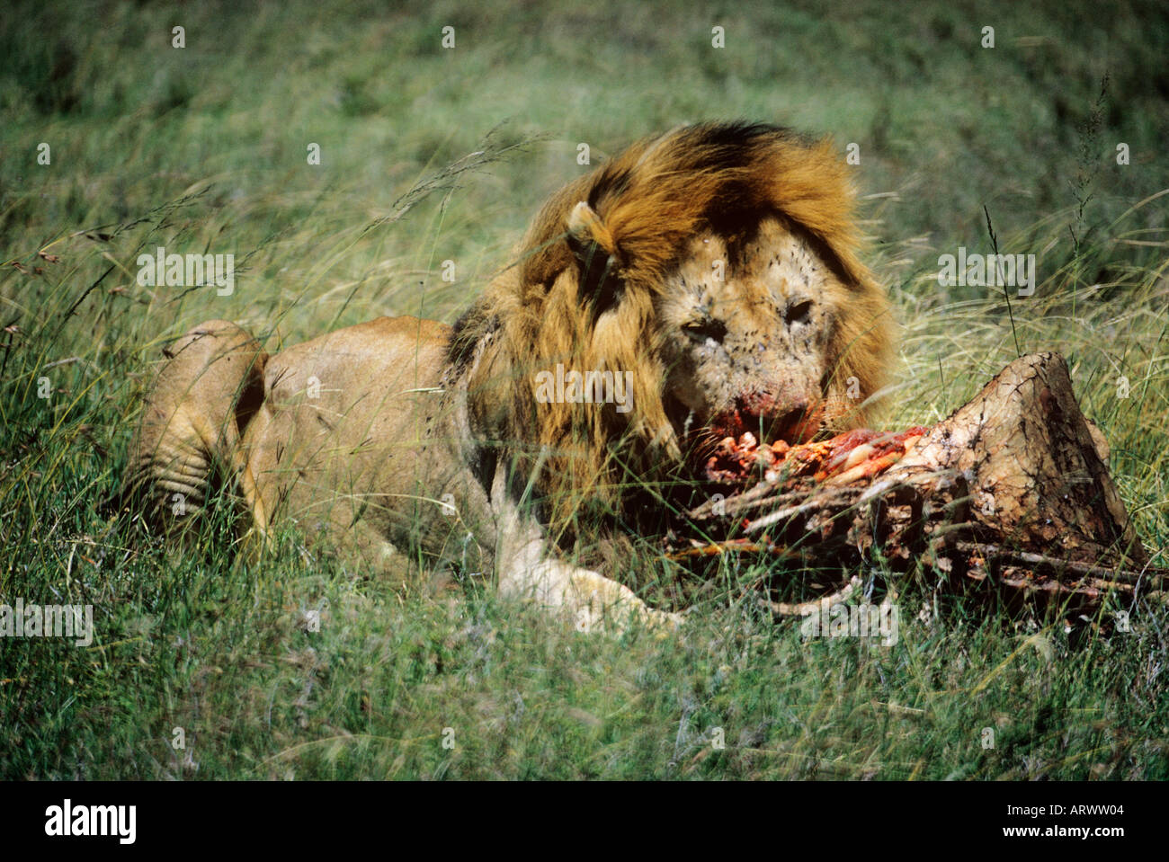 Handsomely maned male lion, ignoring the profusion of  flies, devours a kill in the Masai Mara national reserve Stock Photo