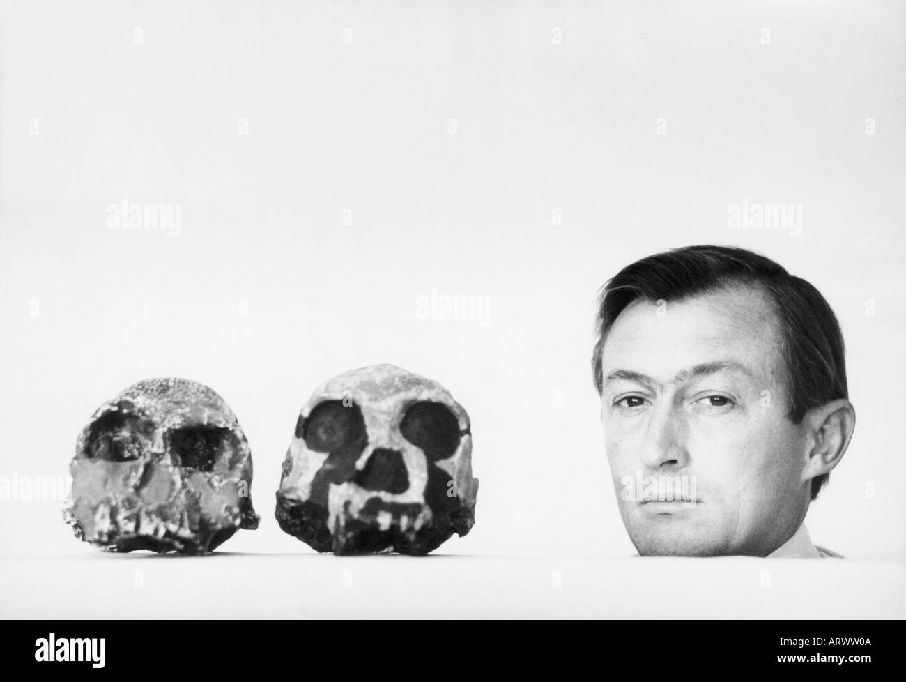 Richard Leakey, in 1978 already a renowned paleoanthropologist, poses with two skulls discovered in his search for human origins Stock Photo