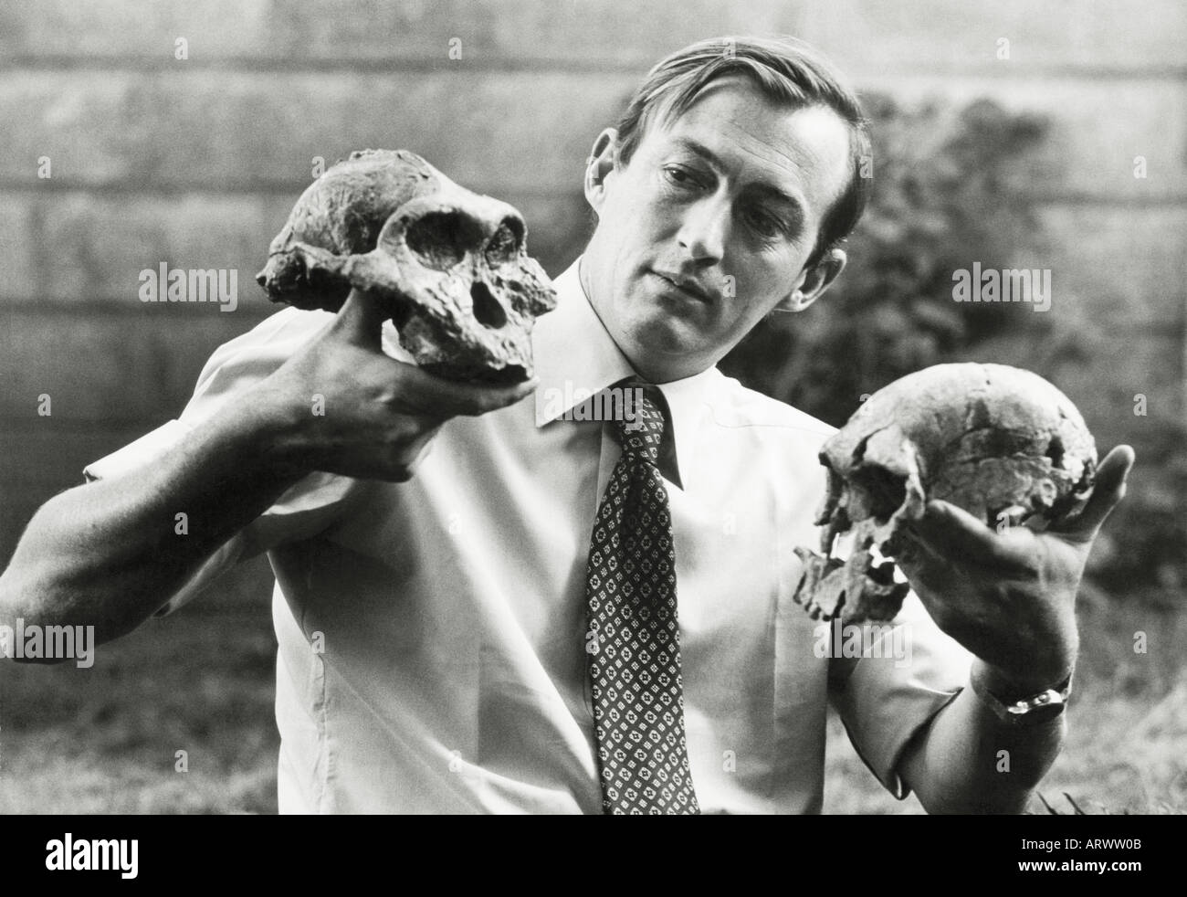 Richard Leakey in 1977 with two crucial skull discoveries--Australopithecus in his right hand, '1470', Homo habilis, left hand Stock Photo