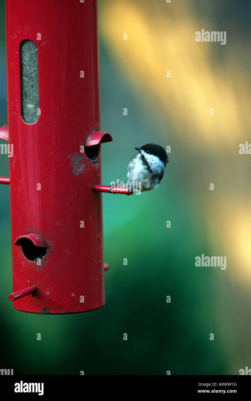 NEWLYFLEDGED CHICKADEE APPEARS LEERY OF BIRD FEEDER IN MINNESOTA