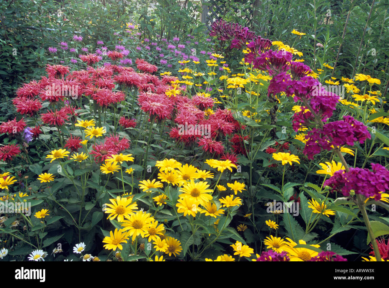 MINNESOTA GARDEN PLANTED TO ATTRACT BUTTERFLIES WITH OXEYE DAISIES, MONARDA BEE BALM AND BUTTERFLY BUSH. SUMMER. Stock Photo
