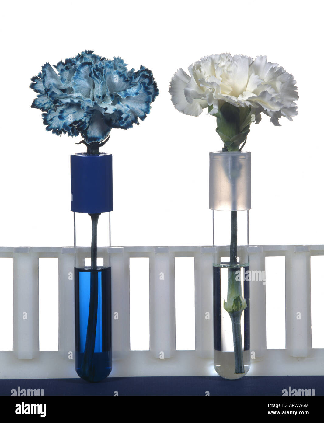 CARNATIONS SHOWING THE CONDUCTION OF FOOD COLORING INTO PETALS OF