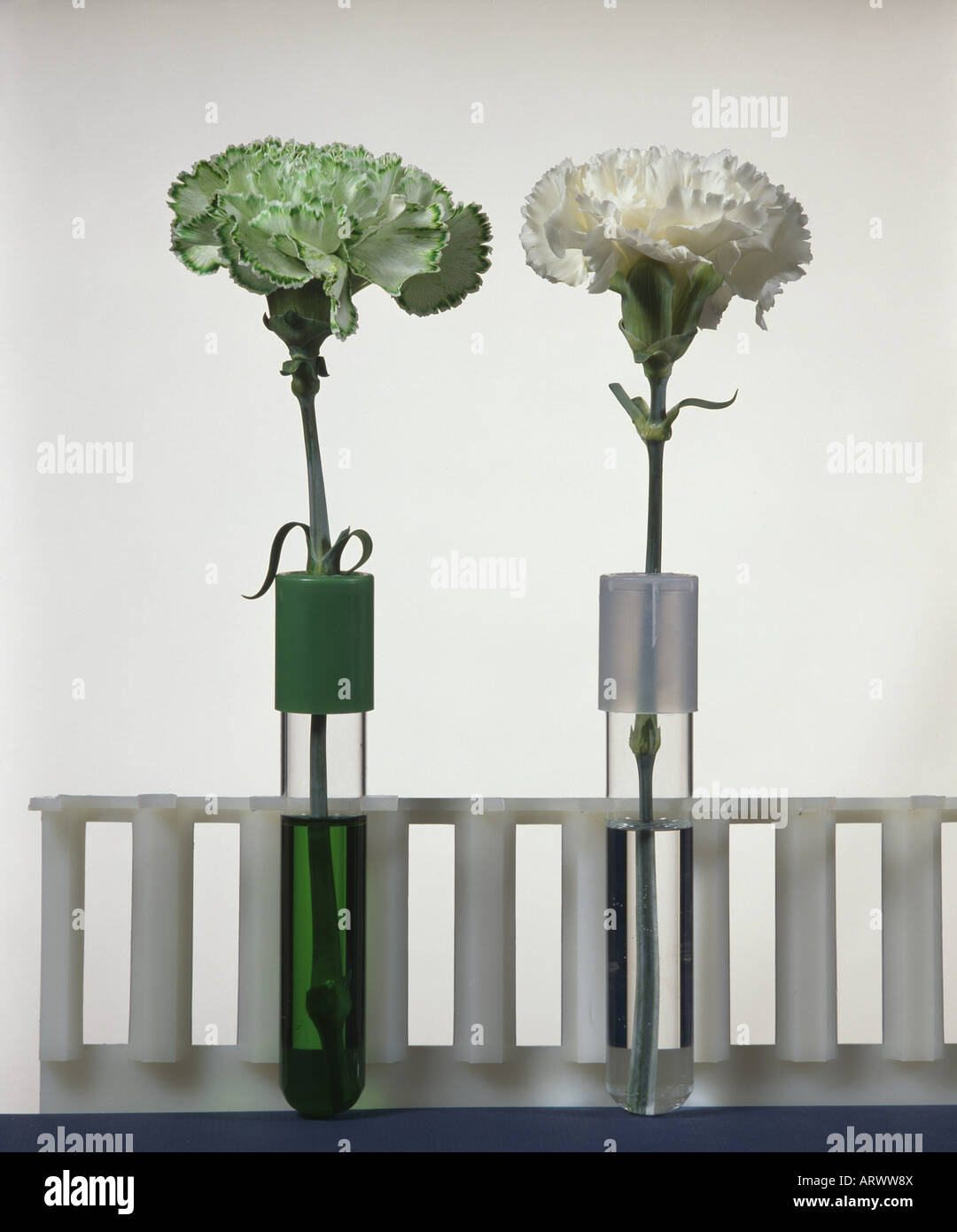 CARNATIONS SHOWING THE CONDUCTION OF FOOD COLORING INTO PETALS OF