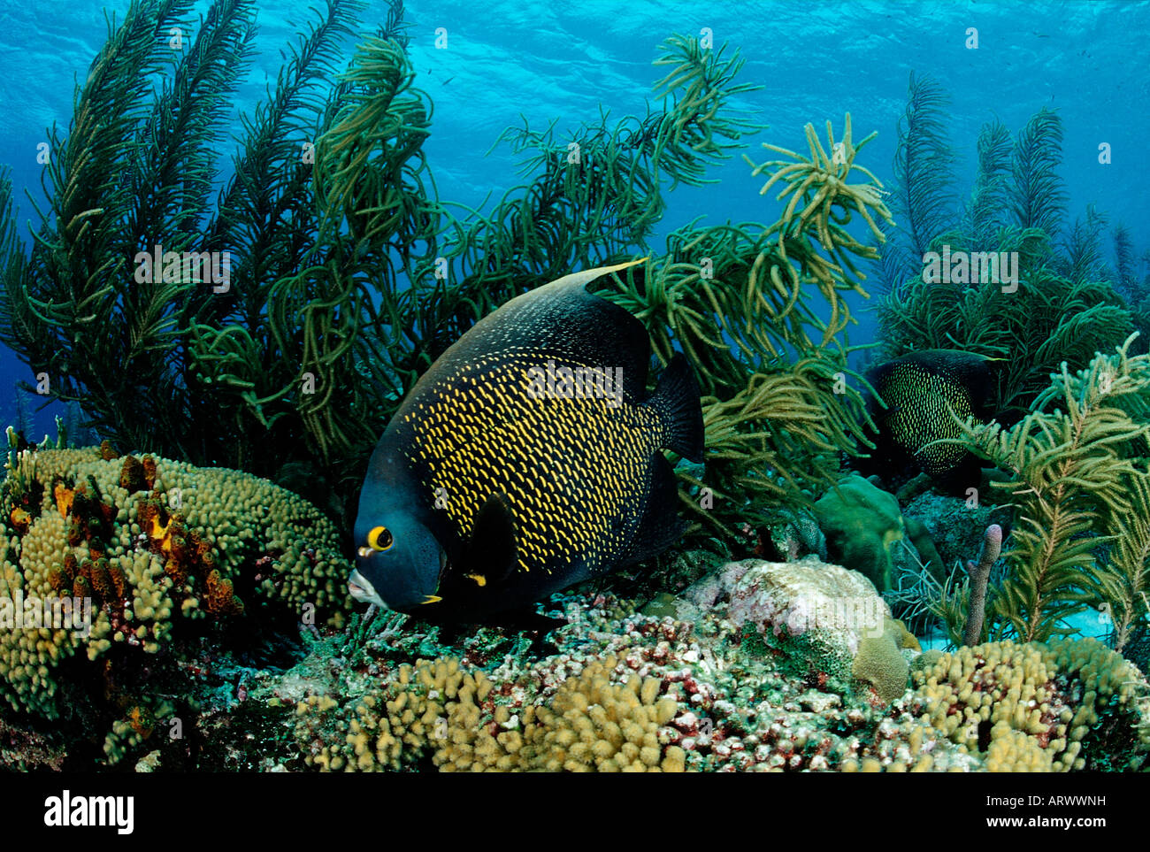 French Angelfish Pomacanthus paru Caribbean Sea Belize Stock Photo