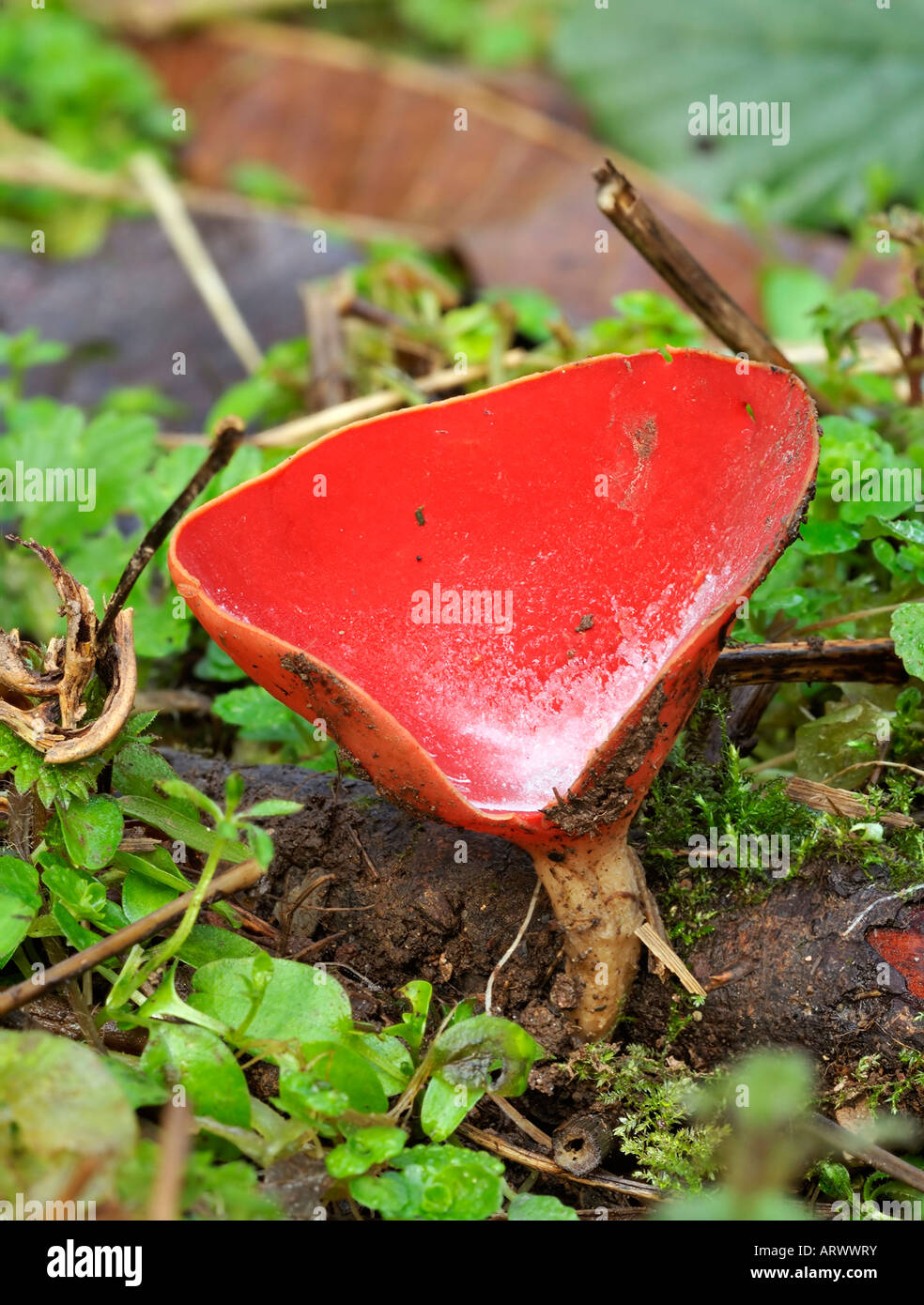 Frost on Scarlet Elf Cup Fungi Sarcoscypha coccinea Stock Photo