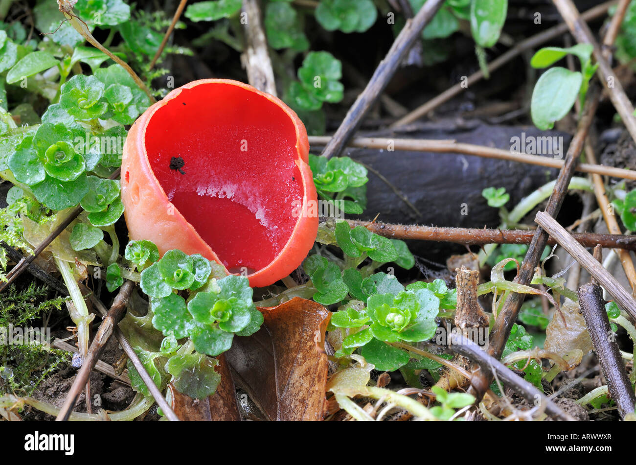 Scarlet Elf Cup Fungi Sarcoscypha coccinea Stock Photo