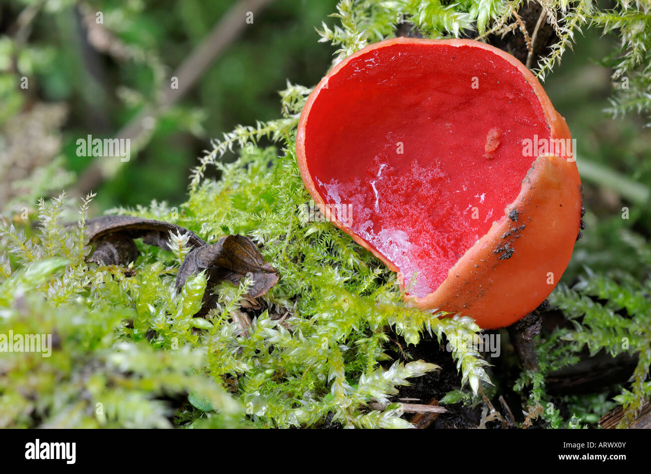 Frost on Scarlet Elf Cup Fungi Sarcoscypha coccinea Stock Photo