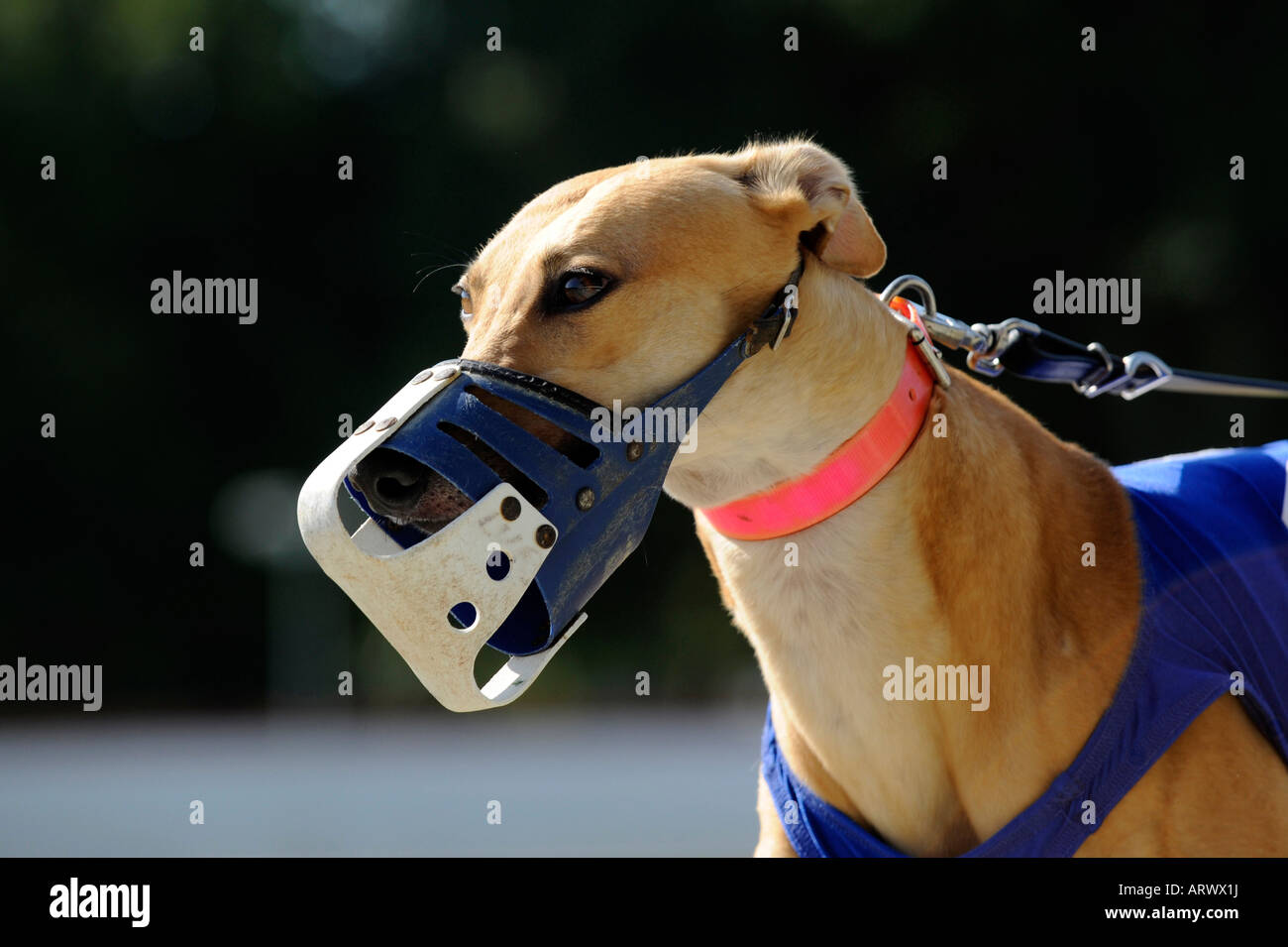 why do greyhound dogs wear muzzles