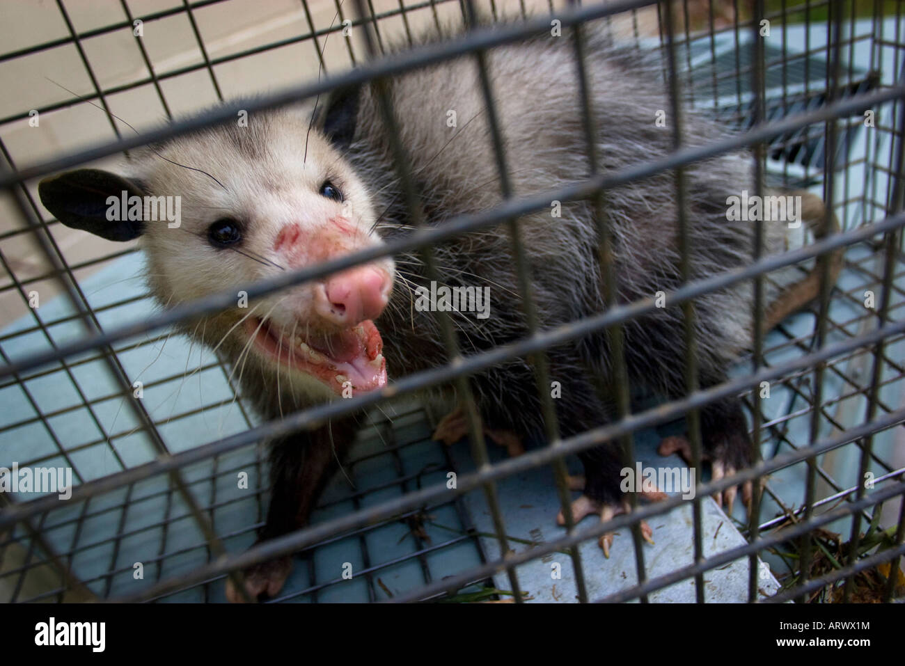 An opossum in a live animal trap in Bella Vista, Arkansas, USA Stock
