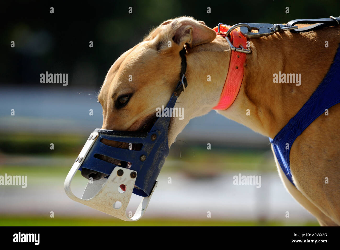 sighthound muzzle