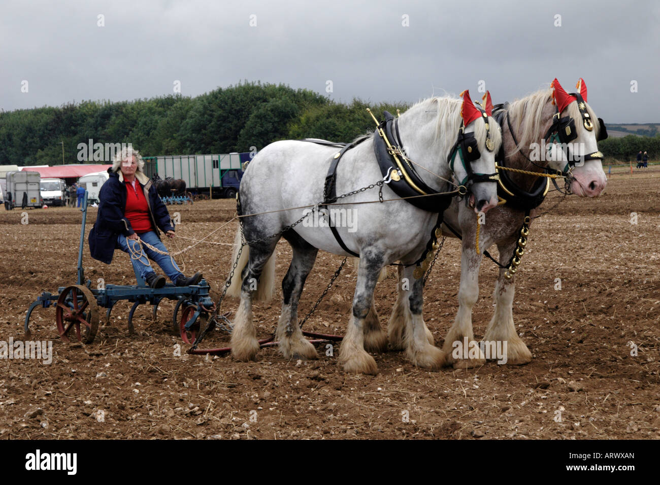 Heavy horses taking part in ploughing demonstrations Stock Photo Alamy