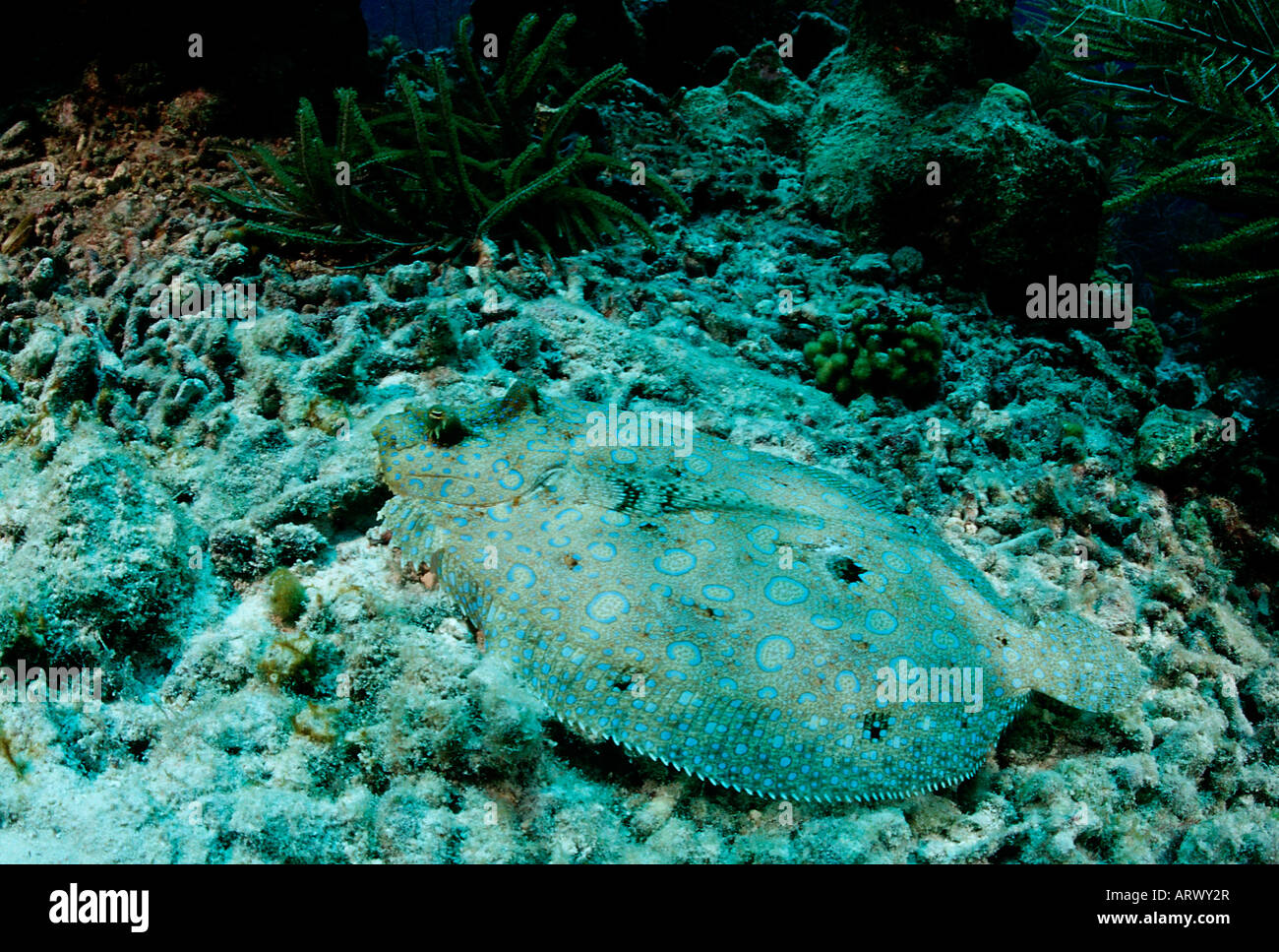 Peacock Flounder Bothus lunatus Caribbean Sea Belize Stock Photo Alamy