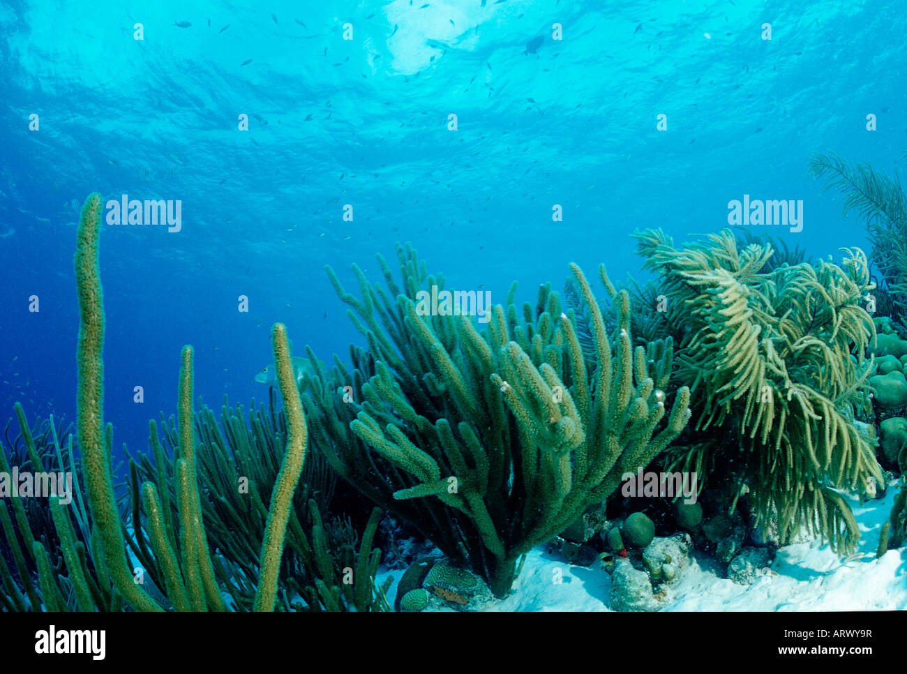 Coral Reef Caribbean Sea Belize Stock Photo