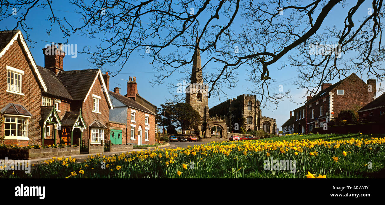 Cheshire Astbury near Congleton daffodils on the village green Stock Photo