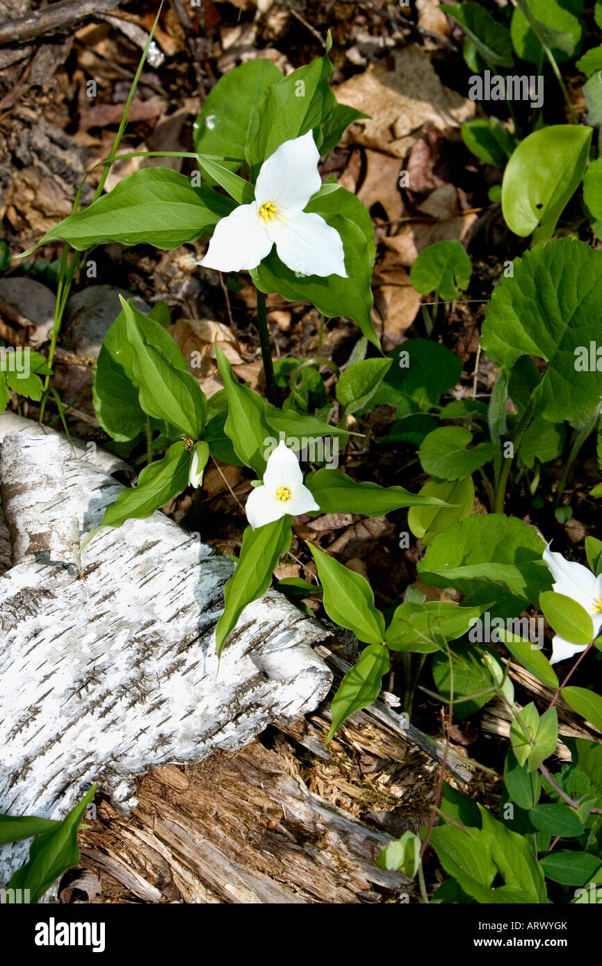 Large flowered trillium (Trillium grandiflorum) in eastern hardwood forest spring Stock Photo