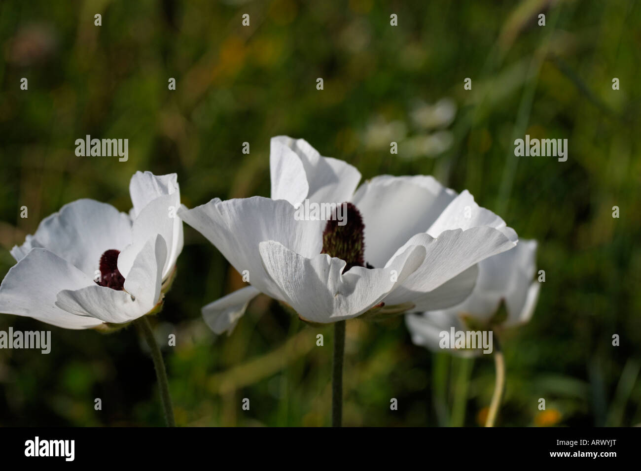 Ranunculus asiaticus, Turban buttercub Stock Photo