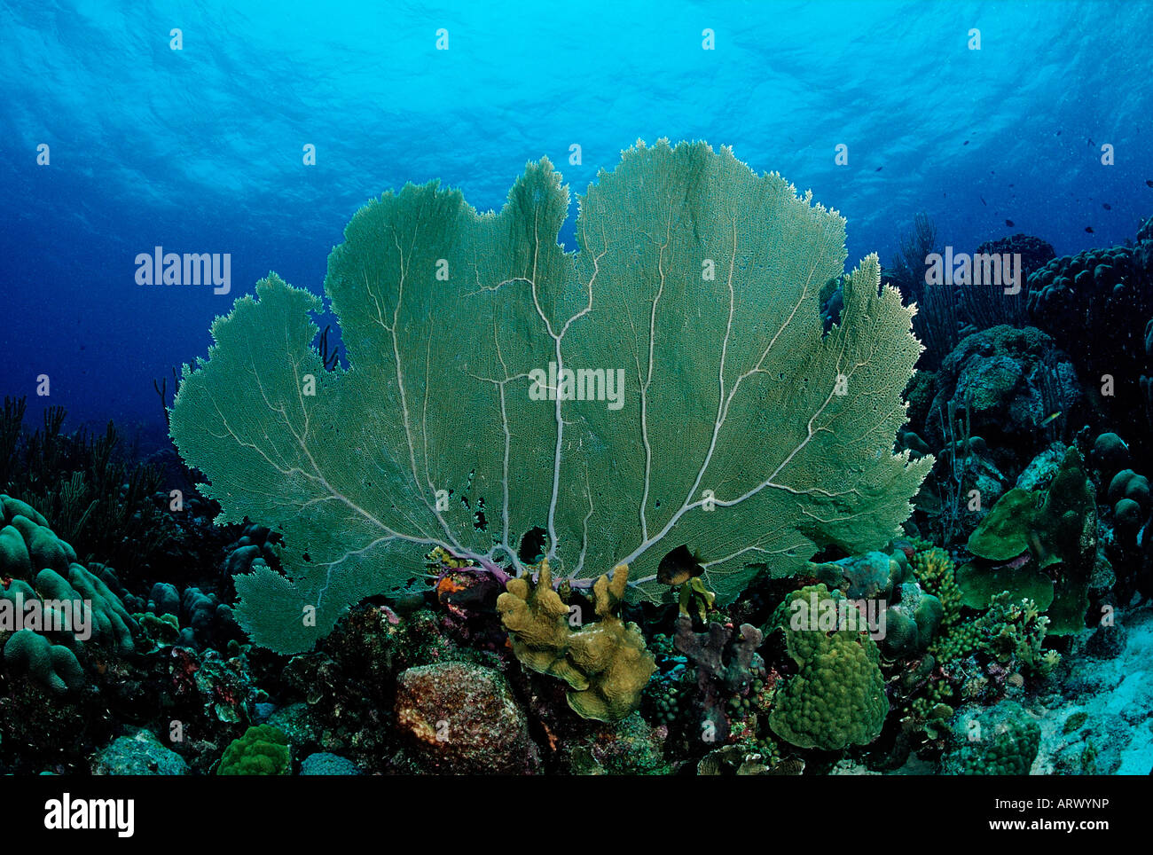 Sea Fan Caribbean Sea Bonaire Stock Photo