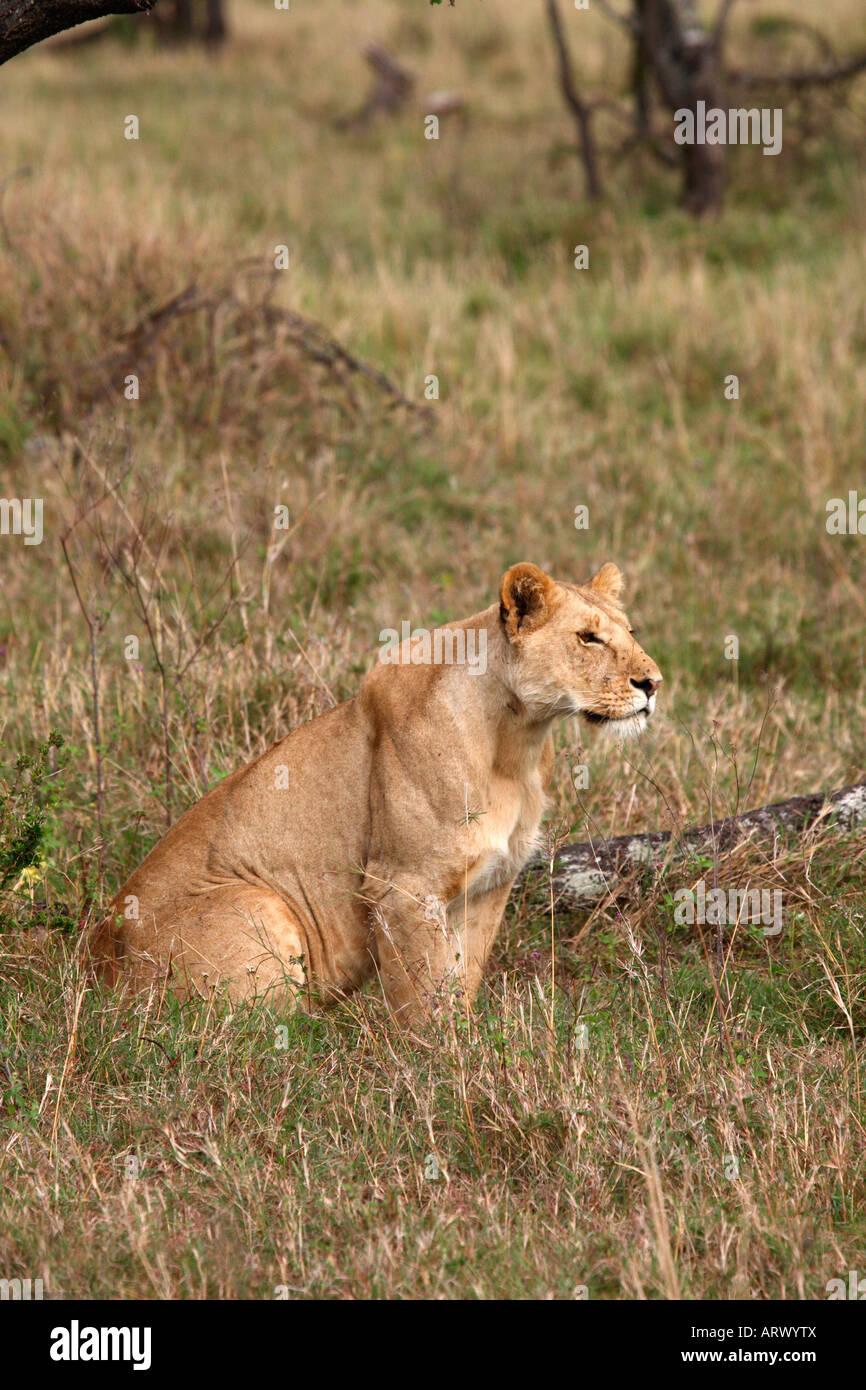 Lioness Panthera Leo Sitting Watching Intently, Masai Mara, Kenya Stock ...